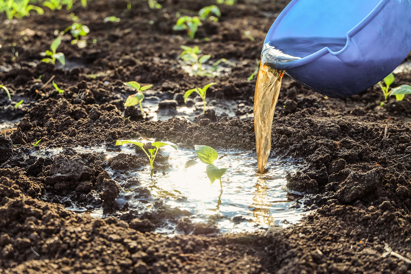Органические удобрения для экономии воды: устойчивость к засухе