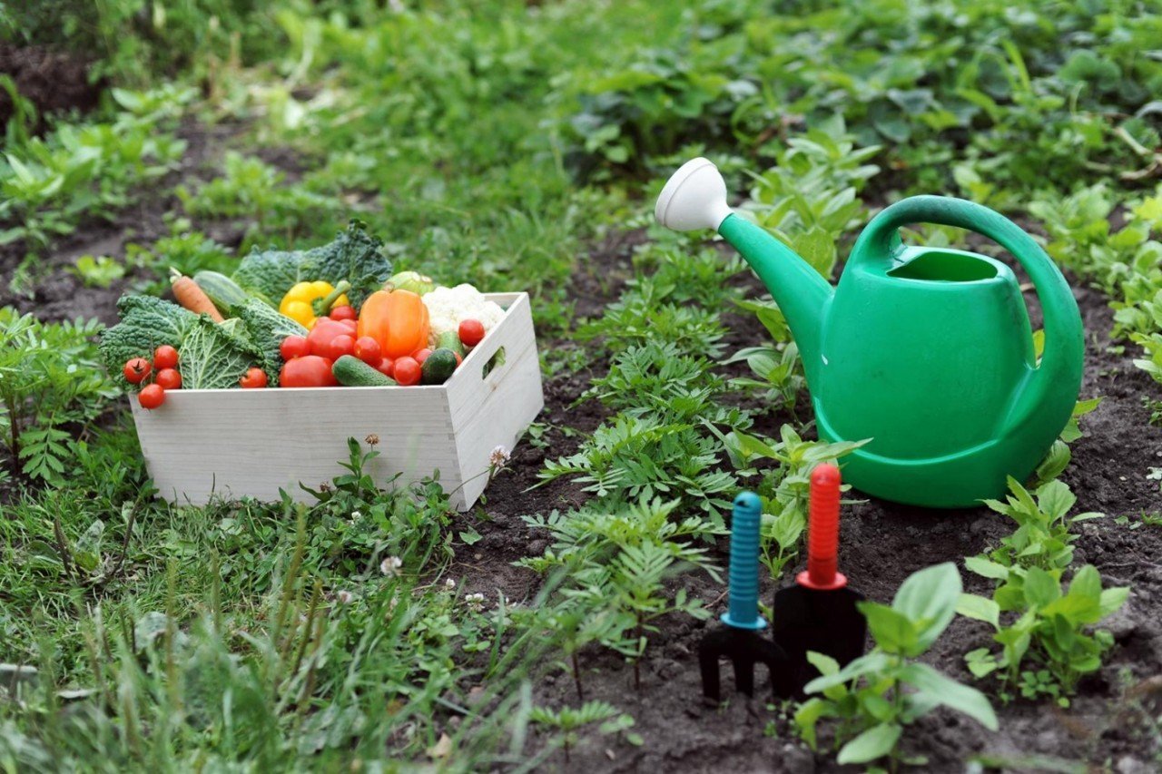 Удобрение для овощных грядок в условиях переходного сезона: особенности подкормки