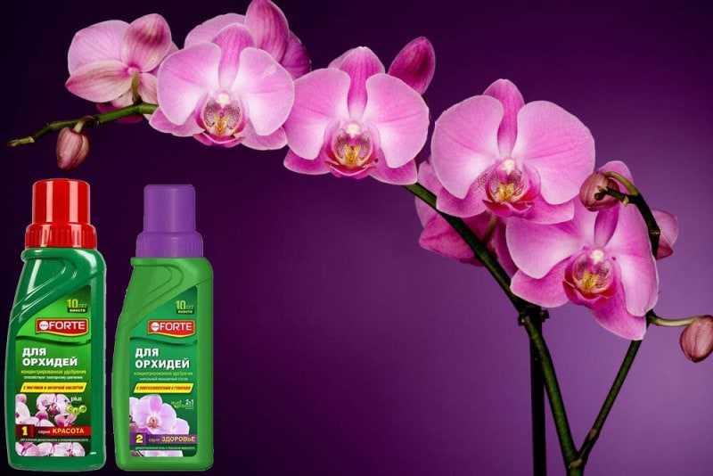 Удобрение для орхидей в условиях комнаты: поддержание красоты цветов