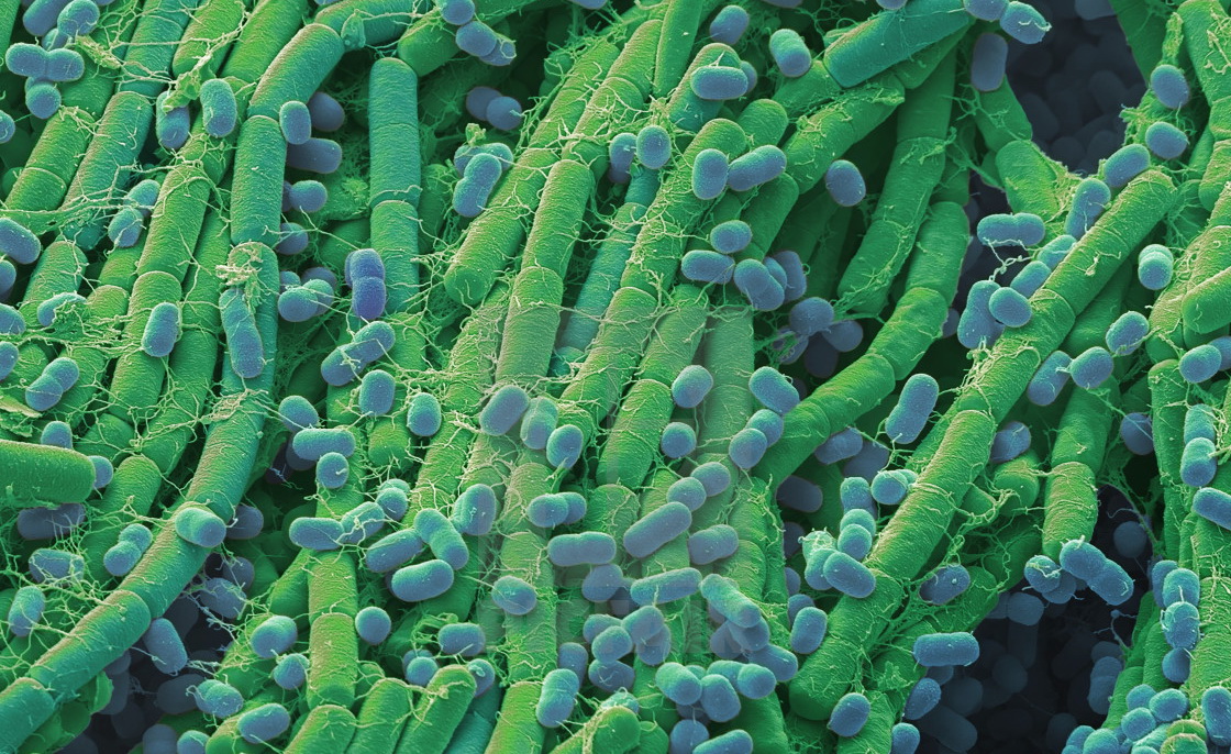 Бактерии в удобрениях: как микроорганизмы влияют на почвенную экосистему