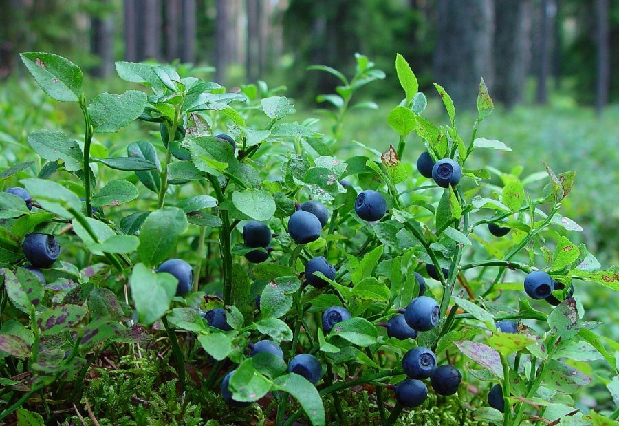 Как удобрять лесные плодовые деревья: малина, черника и другие виды