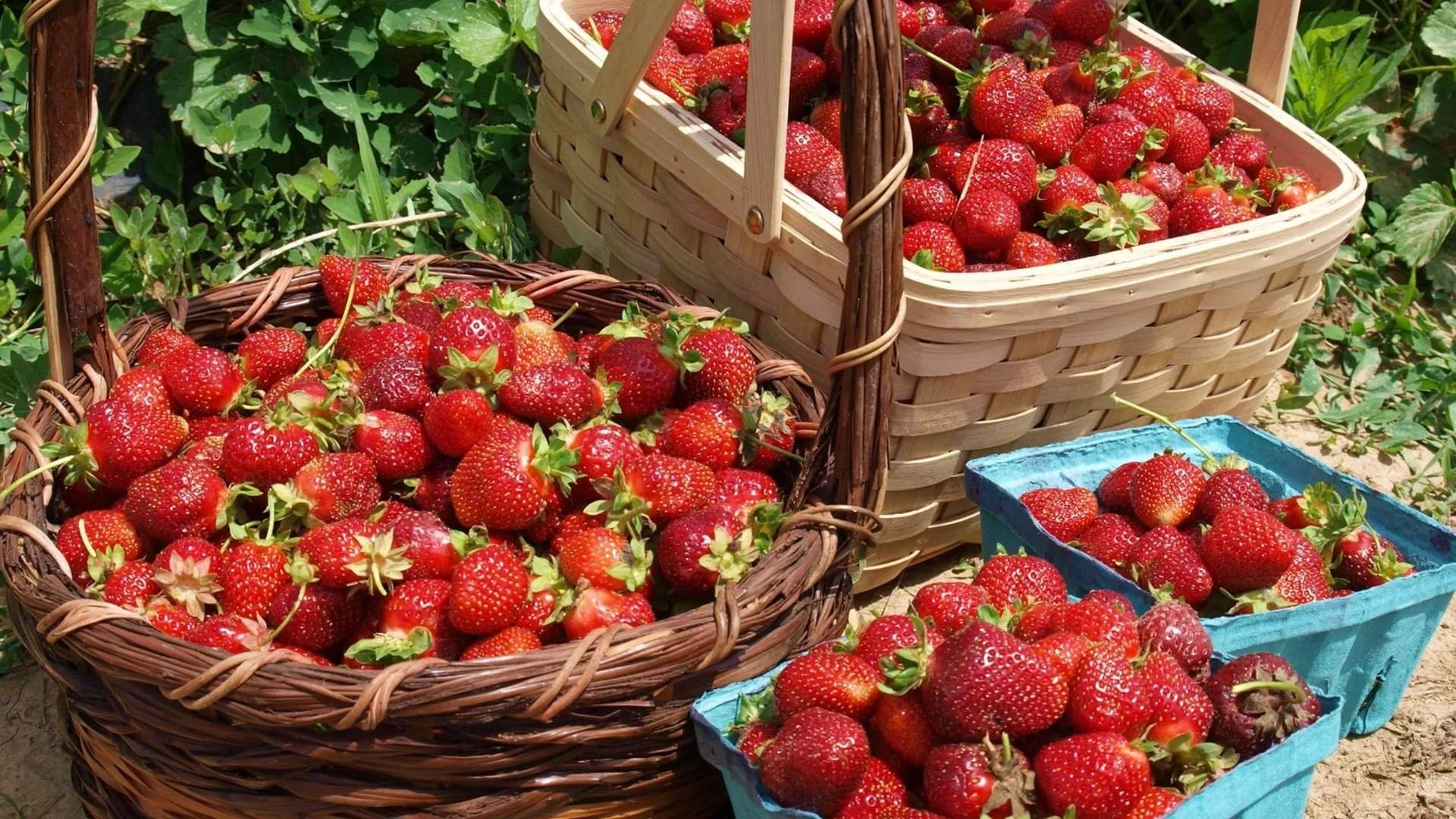 Удобрение для клубничных кустарников: как обеспечить богатый урожай ягод