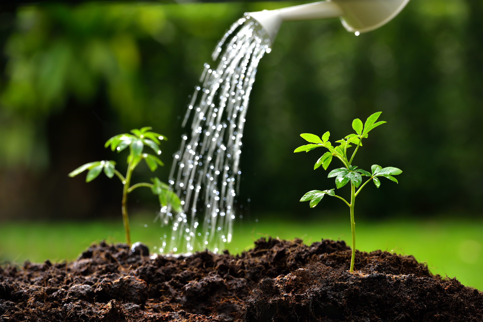 Как удобрять деревья в условиях жаркого климата: защита от перегрева почвы
