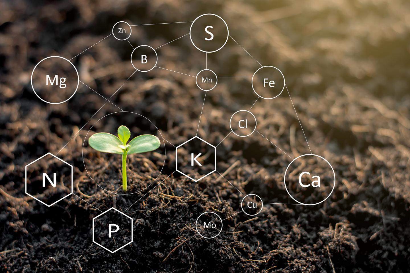 Фосфор и кальций в удобрениях: роль в формировании крепкого каркаса растений