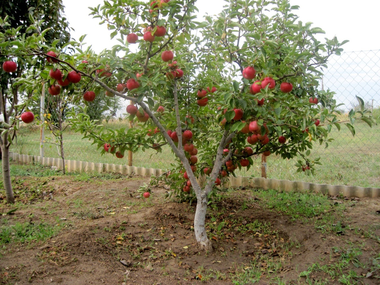 Удобрение для карликовых сортов фруктовых деревьев: компактные сады