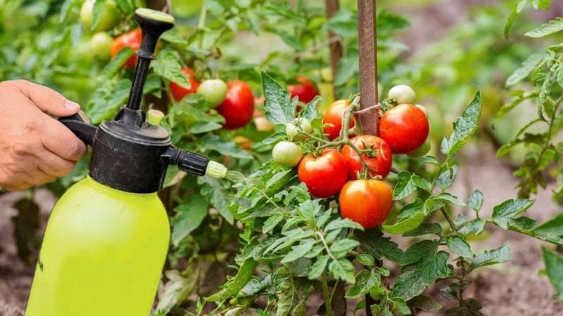 Специализированные удобрения для томатов в теплице: создание идеальных условий