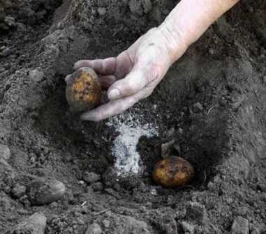 Что делать, если картошка не растет: подбор удобрений для повышения урожайности