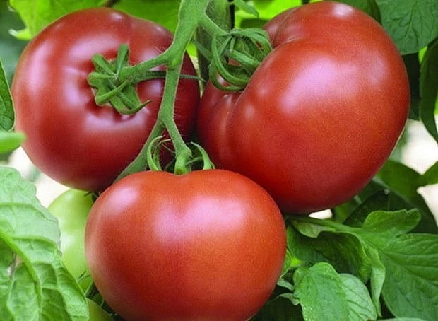 Что необходимо знать о удобрениях для помидор: секреты успешного выращивания