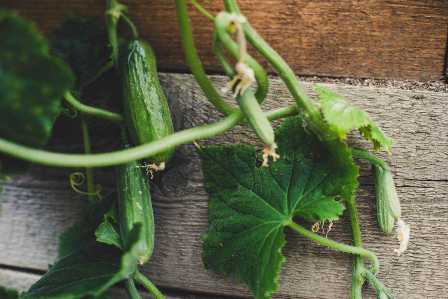 Как достичь обильного урожая огурцов: роль удобрений и правильного ухода