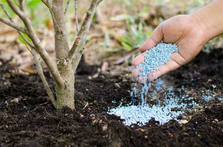 Как использовать минеральные удобрения для повышения урожайности плодовых деревьев.