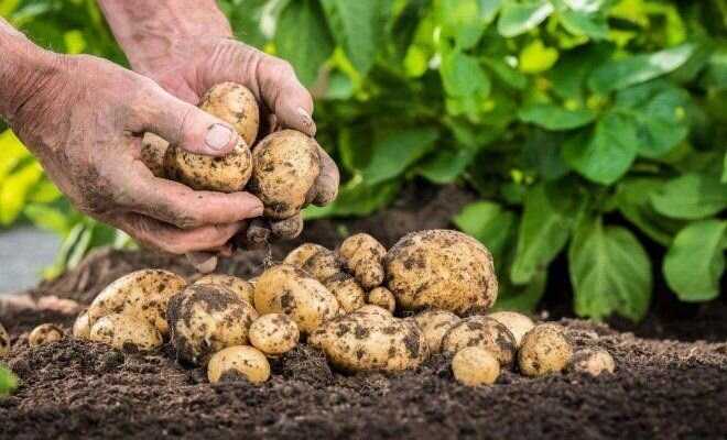 Как использовать удобрения для картошки и получить обильный урожай