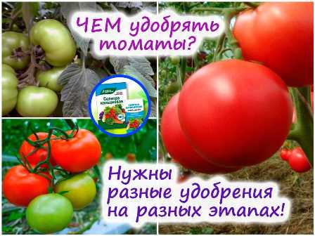 Как использовать удобрения для повышения урожайности томатов