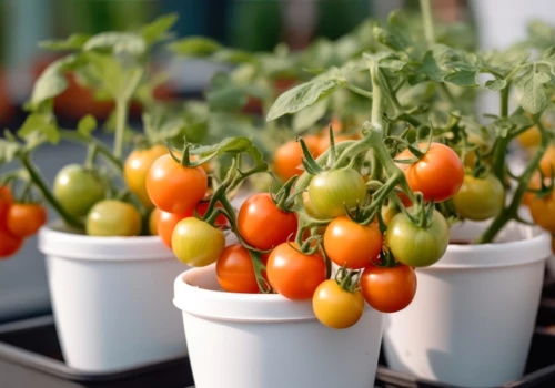 Как использовать удобрения для томатов: секреты успешного выращивания