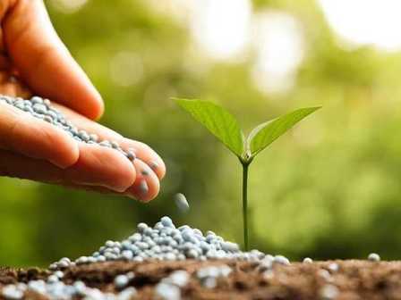 Как подготовить почву для сада: важные нюансы использования удобрений