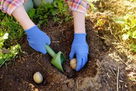 Как подготовить почву для сада: важные шаги для успешного выращивания.