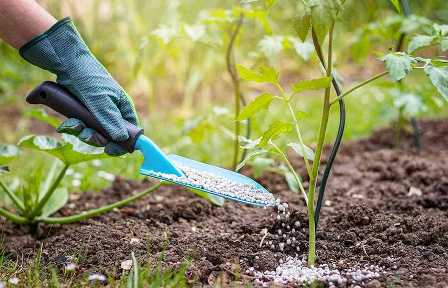 Как подготовить почву для сада?