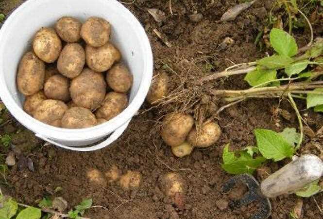 Как подобрать почву для картошки, чтобы получить качественный урожай