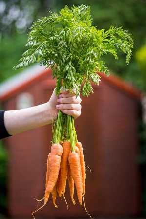 Как получить красивую и вкусную морковь с помощью правильного удобрения
