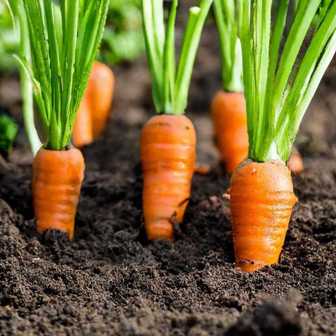 Как получить вкусную и сочную морковь с помощью удобрений