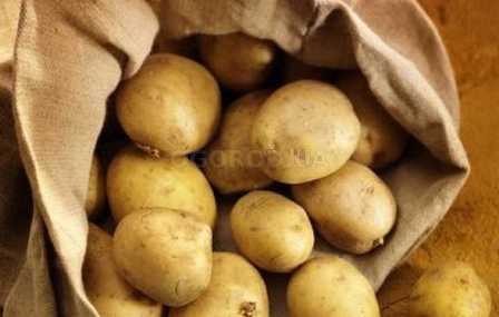 Как повысить урожайность картошки с помощью правильного удобрения