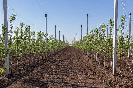 Как повысить урожайность плодовых деревьев с помощью правильных удобрений