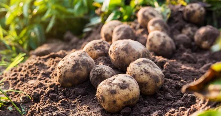 Как правильно подкармливать картошку для более высокого урожая.