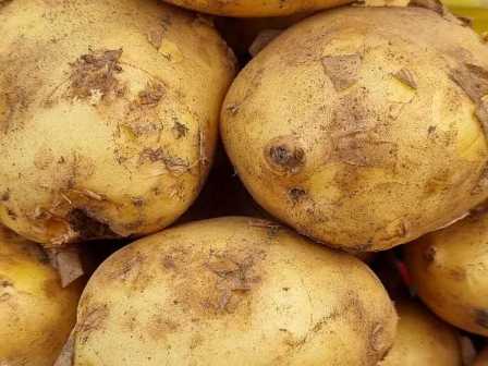 Как правильно применять удобрения для картофеля.