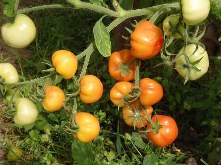 Как правильно удобрять томаты для получения крупных плодов.