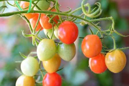 Как правильно удобрять томаты для улучшения их роста и урожайности