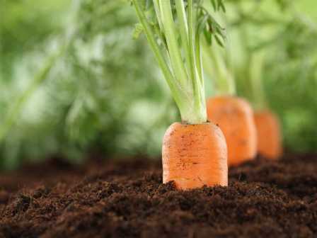 Как удобрять морковь для крепкого и сочного корня