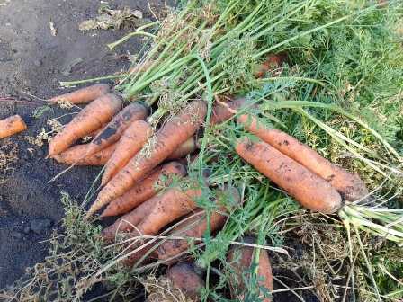 Как удобрять морковь для получения сладких корнеплодов?