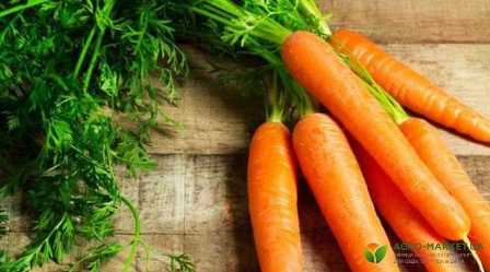 Как удобрять морковь для получения урожая высокого качества.
