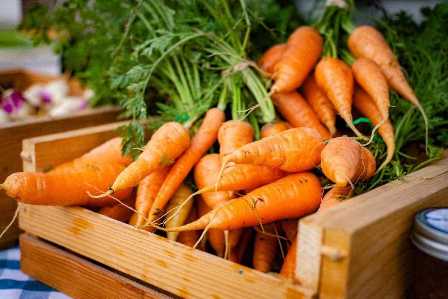Как удобрять морковь для увеличения урожайности