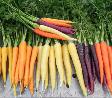 Как удобрять морковку в теплице для получения качественного урожая?