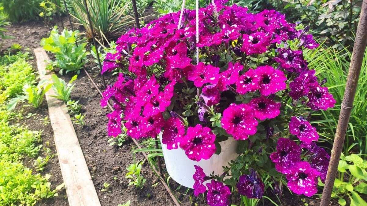Как удобрять садовые цветы для красивого и долгого цветения