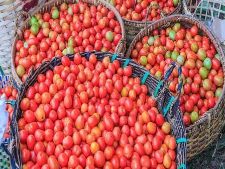 Как удобрять томаты для получения богатого урожая.