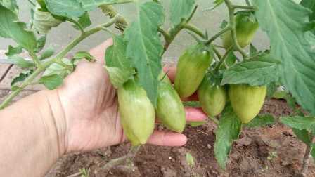Как удобрять томаты для получения крупных плодов.