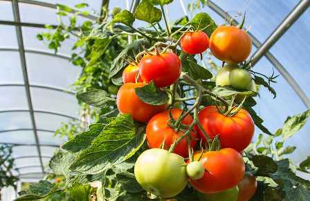 Как удобрять томаты в теплице для получения качественного урожая.