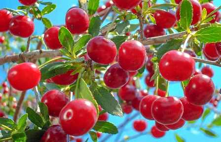 Как удобрять вишни для получения сочных и сладких ягод?