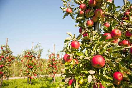 Как удобрять яблони для более крупных и сладких плодов?