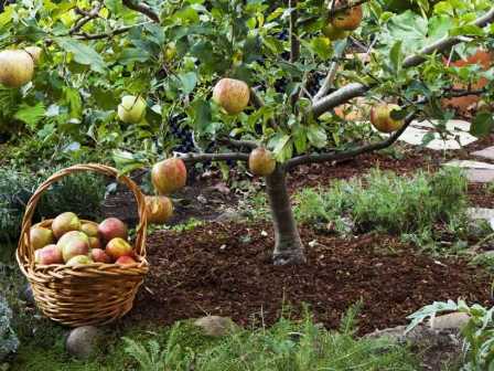 Как удобрять яблони в огороде для получения больших и сладких плодов?