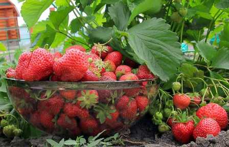 Как удобрять ягодные кусты для более обильного урожая?