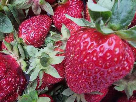 Как удобрять ягодные кусты для получения вкусного урожая.