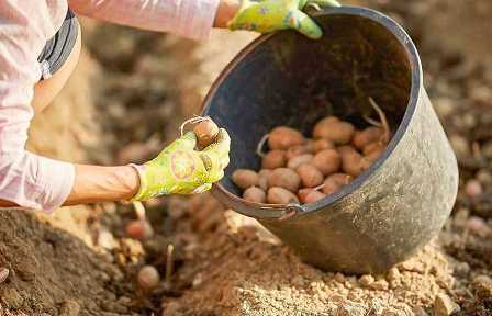 Как улучшить рост и урожайность картошки с помощью удобрений