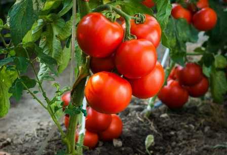 Как увеличить урожайность томатов с помощью удобрений