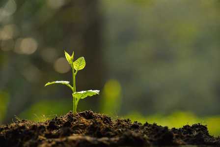 Как выбрать лучшую почву для вашего сада и обеспечить его процветание