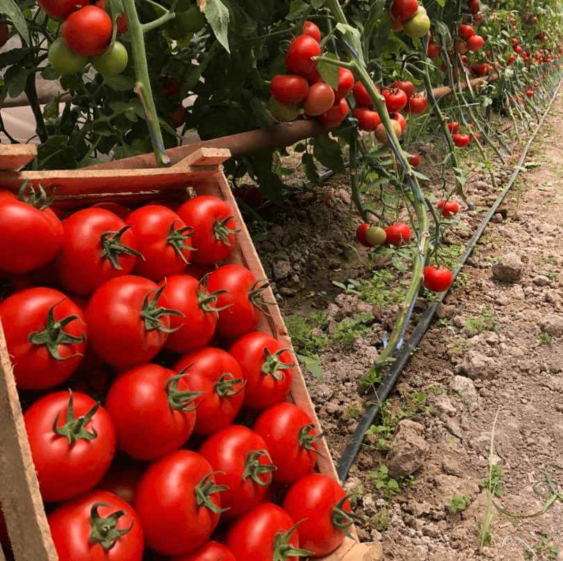 Как выбрать почву для томатов: основные моменты