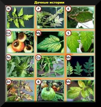 Как выбрать правильные удобрения для овощных растений и получить обильный урожай