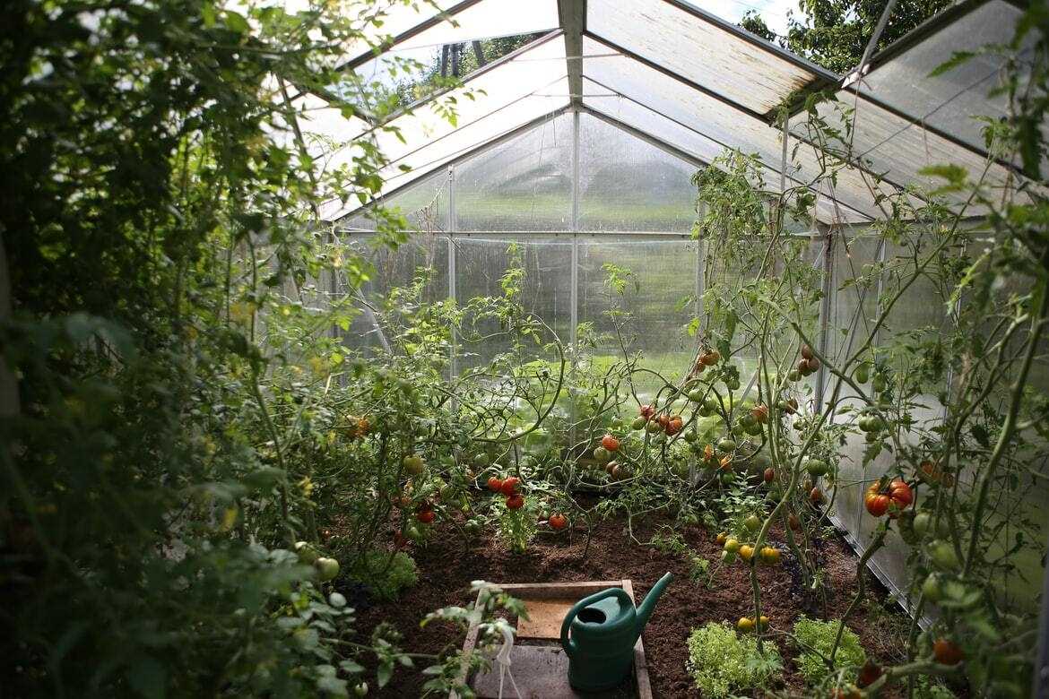 Как выбрать правильное удобрение для растений в своем саду