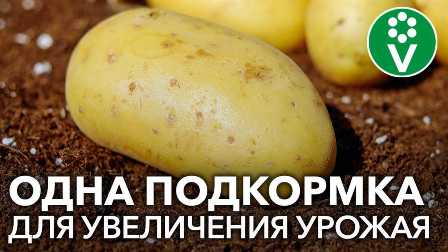 Как выбрать удобрение для картофеля: секреты возделывания этого полезного овоща
